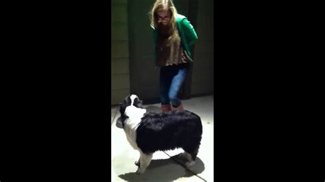 dog humping girls|Dogs facefucking girls compilation PART 2